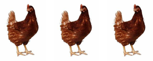 Picture - Chickens In A Line (629x252), Png Download