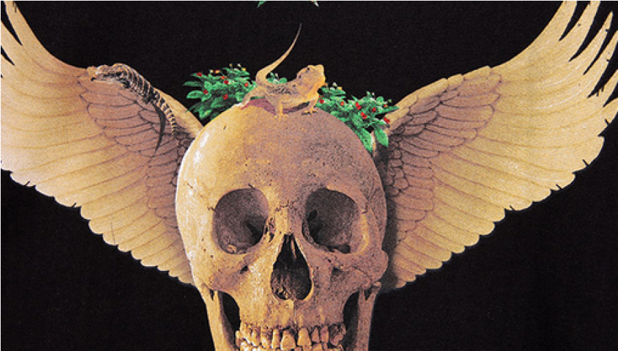 Skull (900x900), Png Download