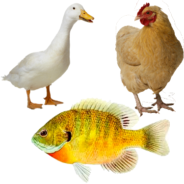 Ducks And Chickens - Chicken Png (399x380), Png Download