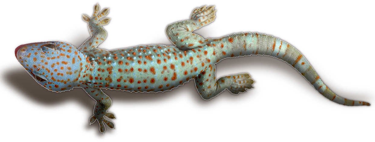 Geckos Transparent Png - Php. Praktyczne Projekty. Włodzimierz Gajda (1241x469), Png Download