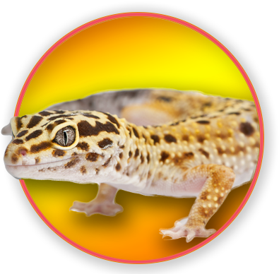Common Leopard Gecko (400x400), Png Download