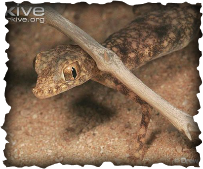 Gulf Short-fingered Gecko (411x343), Png Download