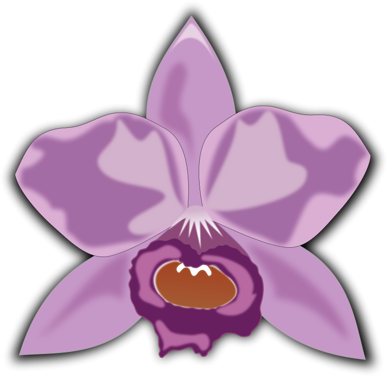 Orchid Clipart At Getdrawings - Cattleya Clipart (800x800), Png Download