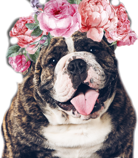 Quadro Decorativo - Flores - 070qdfb (480x552), Png Download