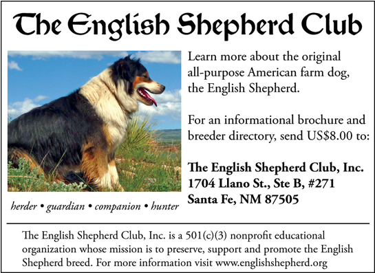 Bernese Mountain Dog (800x400), Png Download