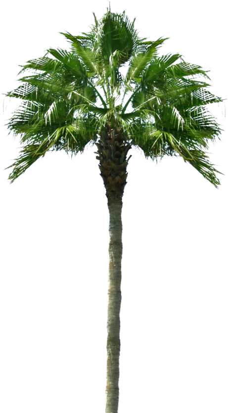 Palmera Tropical Png - Palmeras Png Para Photoshop (954x870), Png Download