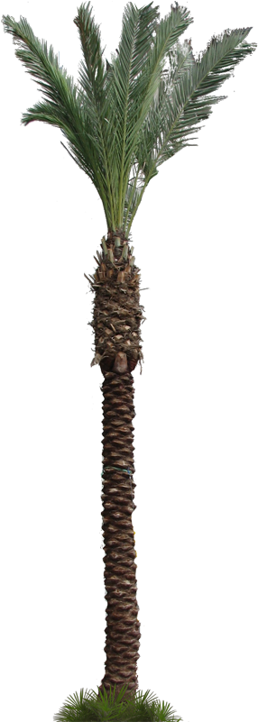 Kml Targethref, Palmera - Photograph (380x800), Png Download