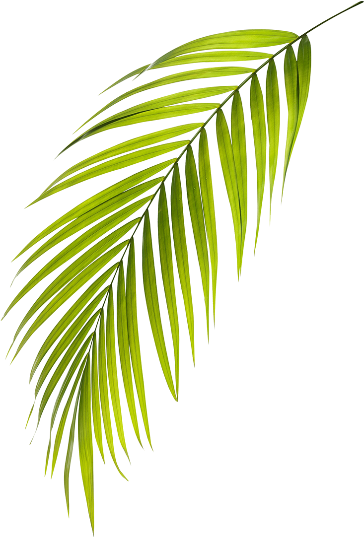 Real Estate Development (774x1109), Png Download