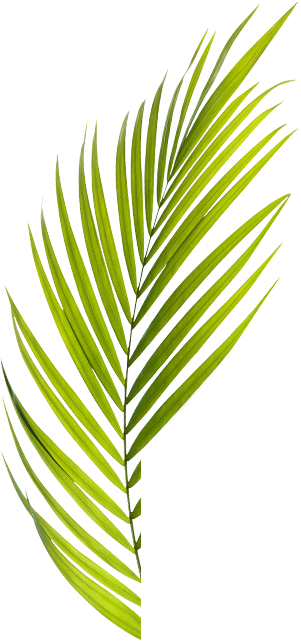 Camaron - Camarón De La Isla (301x641), Png Download