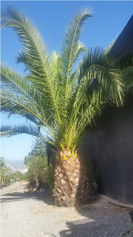 Palmera - Date Palm (600x800), Png Download