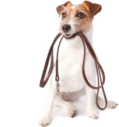 Walking Dog Png - Glad Disposable Waste Bag Set, 45 Count, Unscented (600x600), Png Download