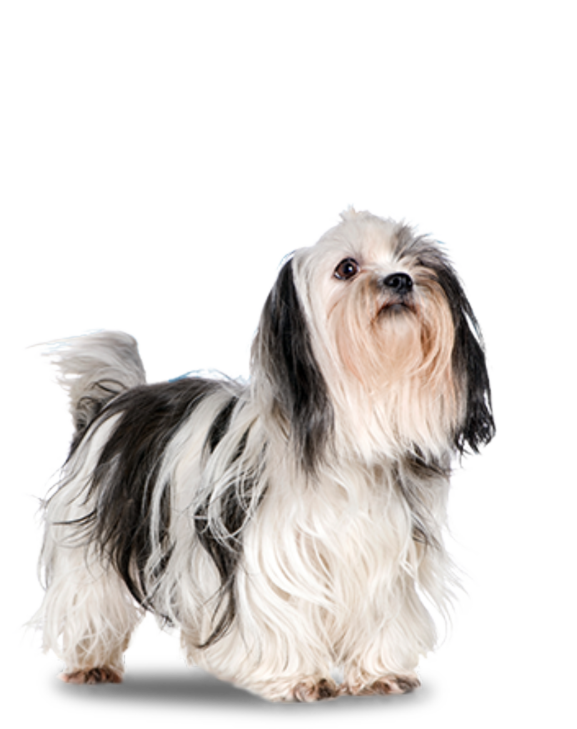 Small Dogs - Pekingese And Shih Tzu (808x1020), Png Download