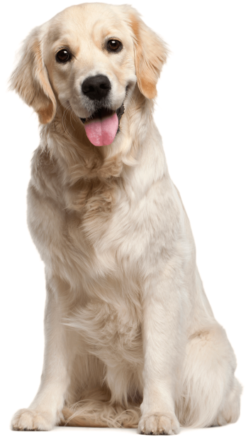 Dog Png File - Dog Png (677x1024), Png Download