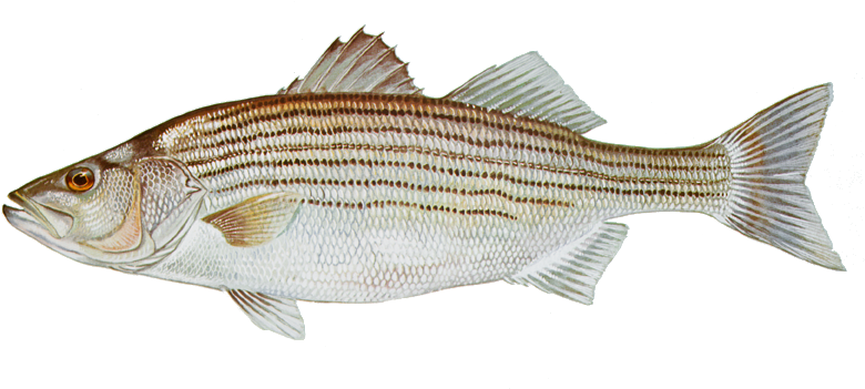 Striped Bass Fish (798x363), Png Download