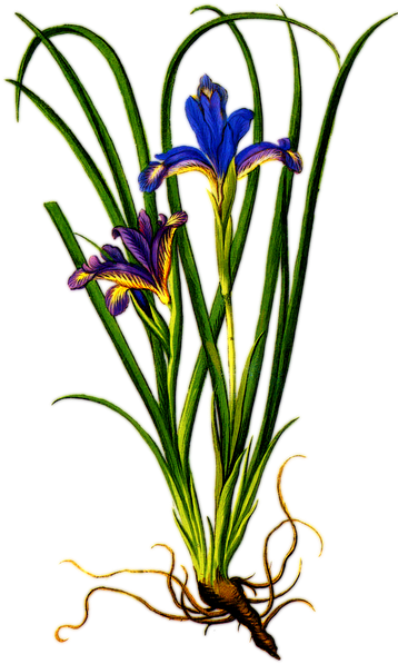 Iris Flower Png Clipart - Iris Flower With Roots (372x720), Png Download