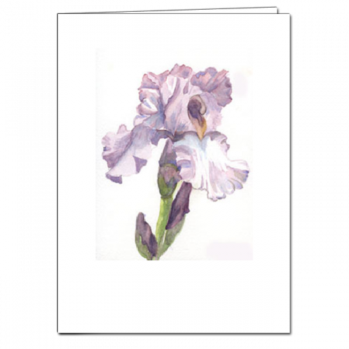 Sdsdssdsd - - Iris (500x500), Png Download
