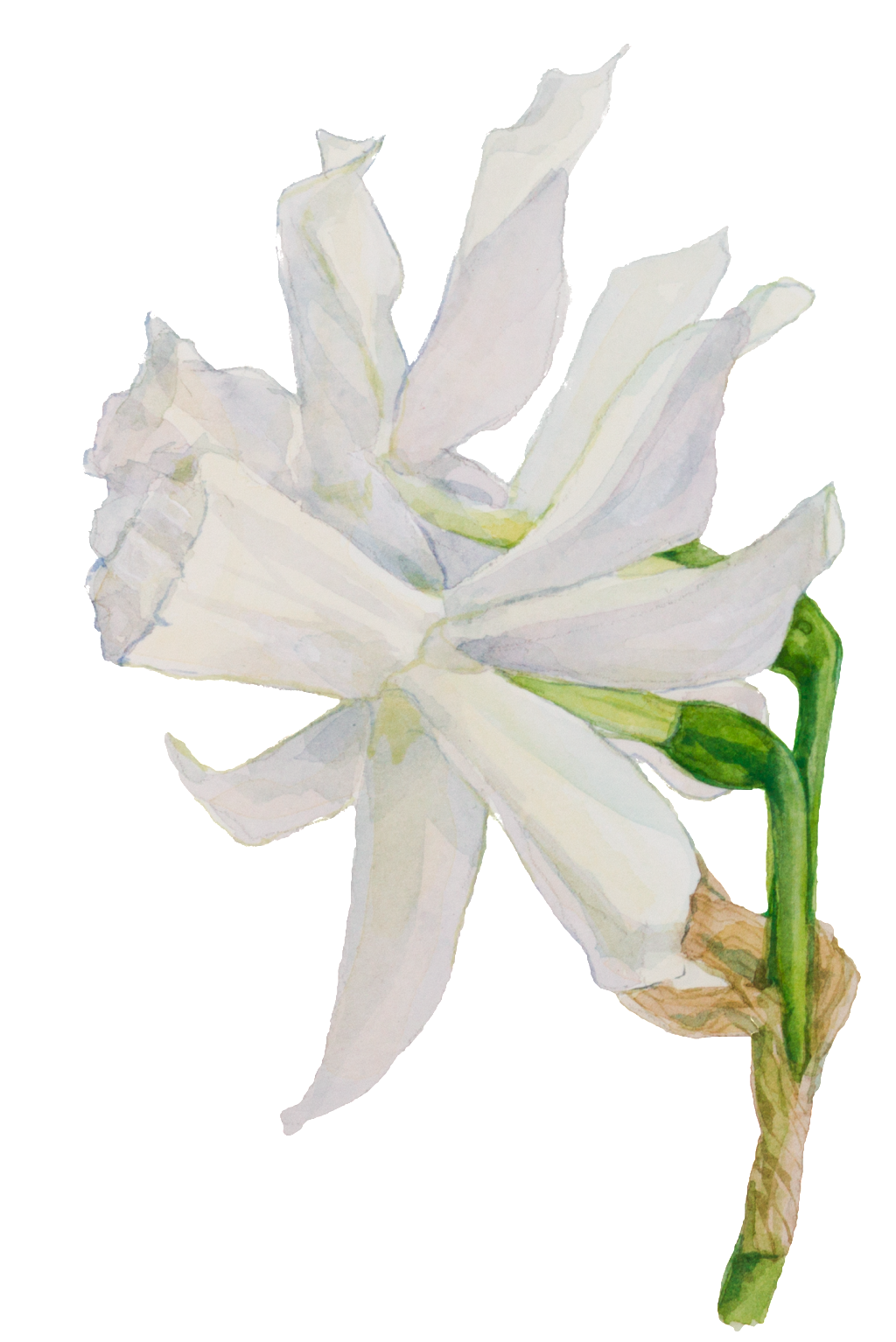 White Hand Painted Watercolor Flowers Decorative Transparent (1024x1534), Png Download