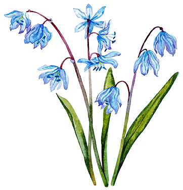 Fotoscilla1 - Iris (362x376), Png Download