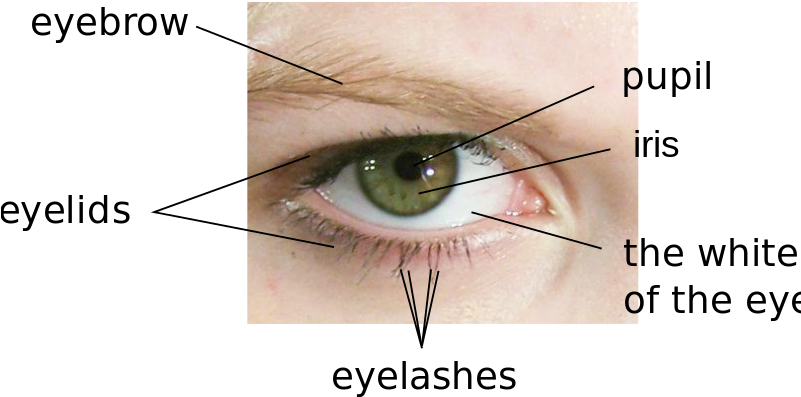800px Parts Of The Eye En - Parts Of Eyes Name (800x482), Png Download
