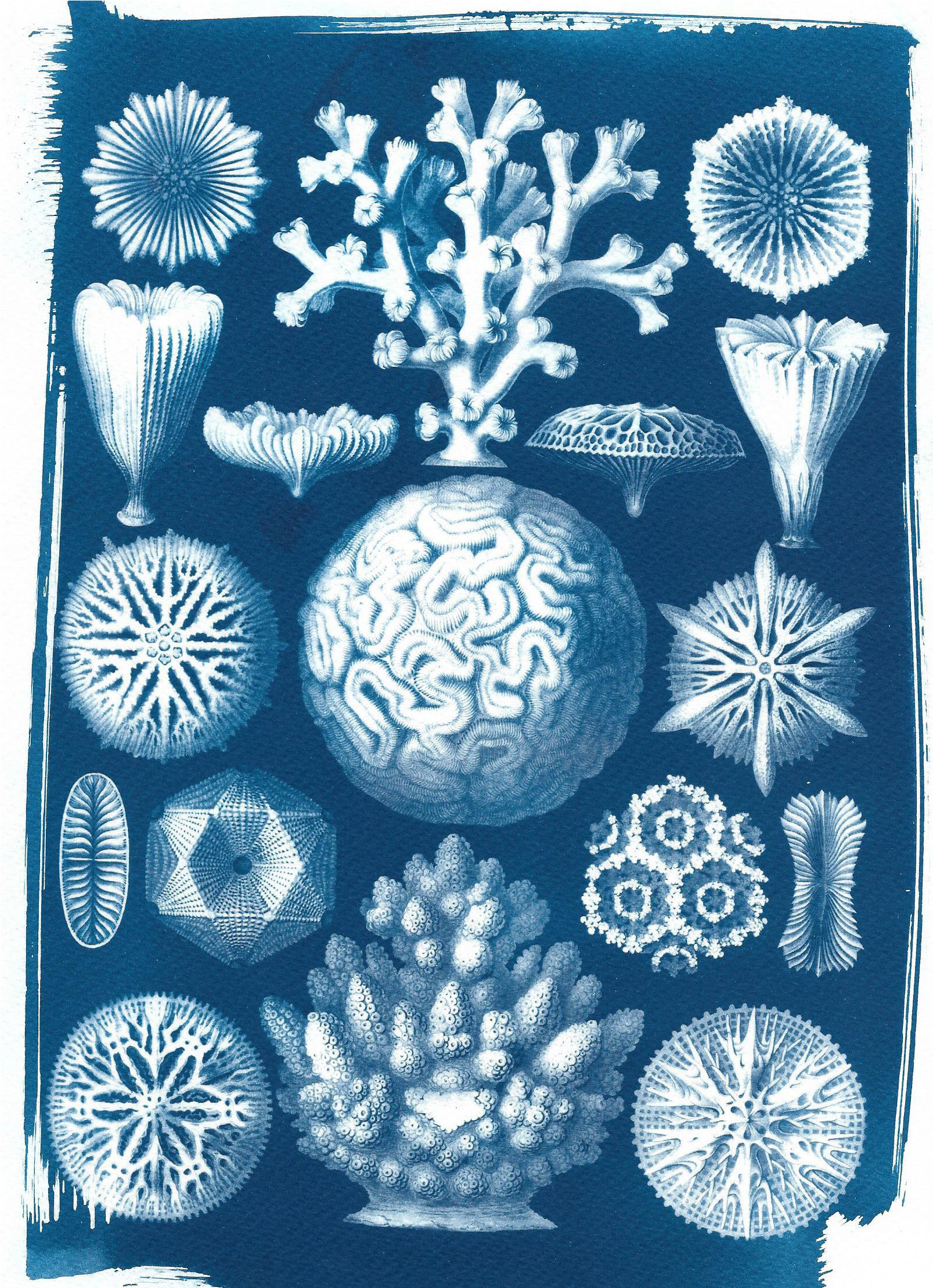 Drawing Coral Watercolor (1784x2464), Png Download