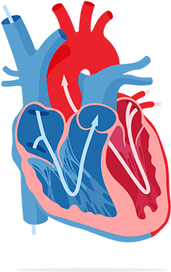 Corações Em Png - Heart (435x480), Png Download