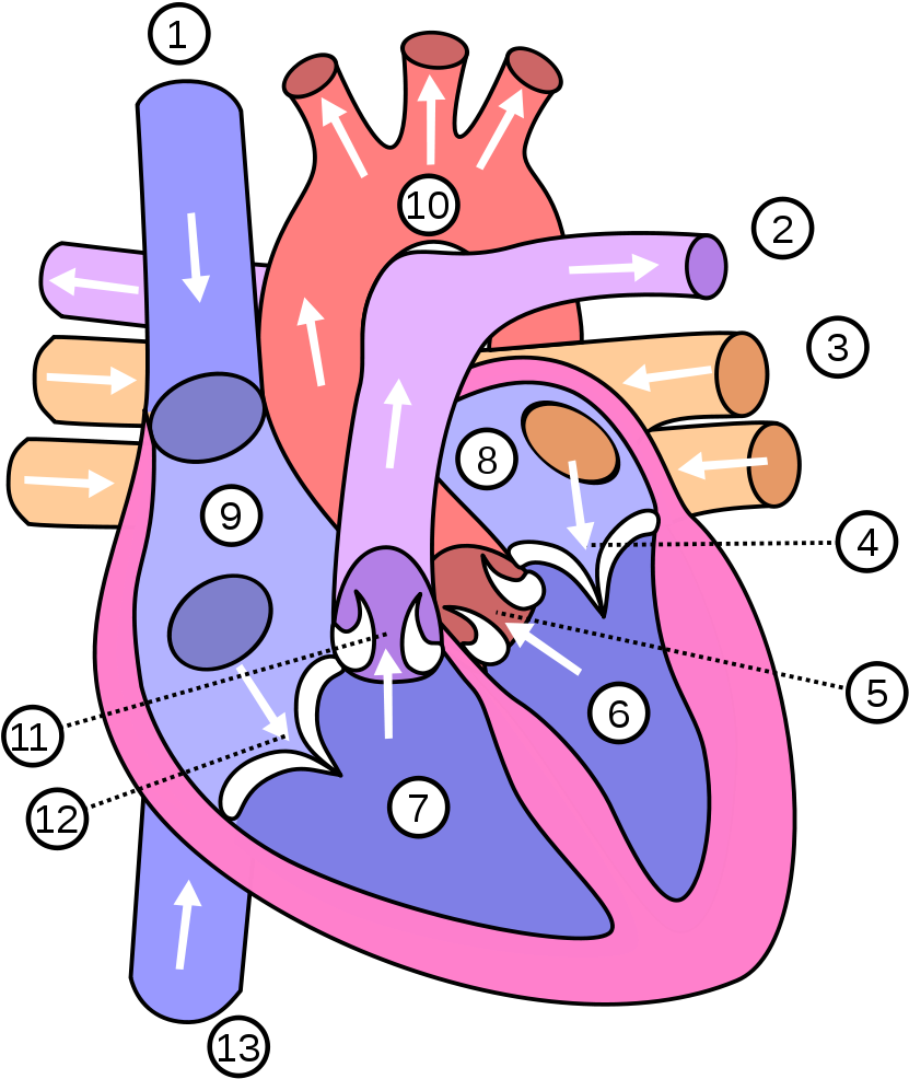 Ficheiro - Coracao - Diagram Of The Heart (1000x1000), Png Download