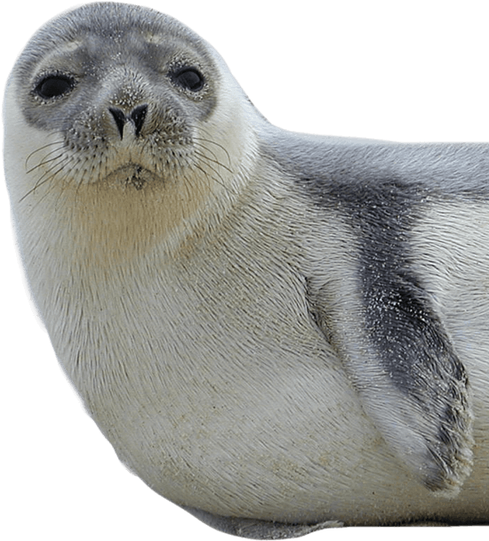 Seal Transparent Png (550x608), Png Download