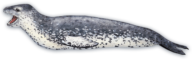 Like Their Feline Namesakes, Leopard Seals Are Fierce - Zeeluipaard (640x197), Png Download
