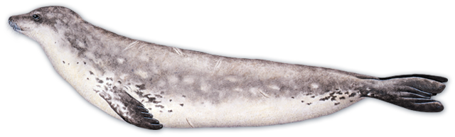 Harbor Seal Png - Earless Seal (640x193), Png Download
