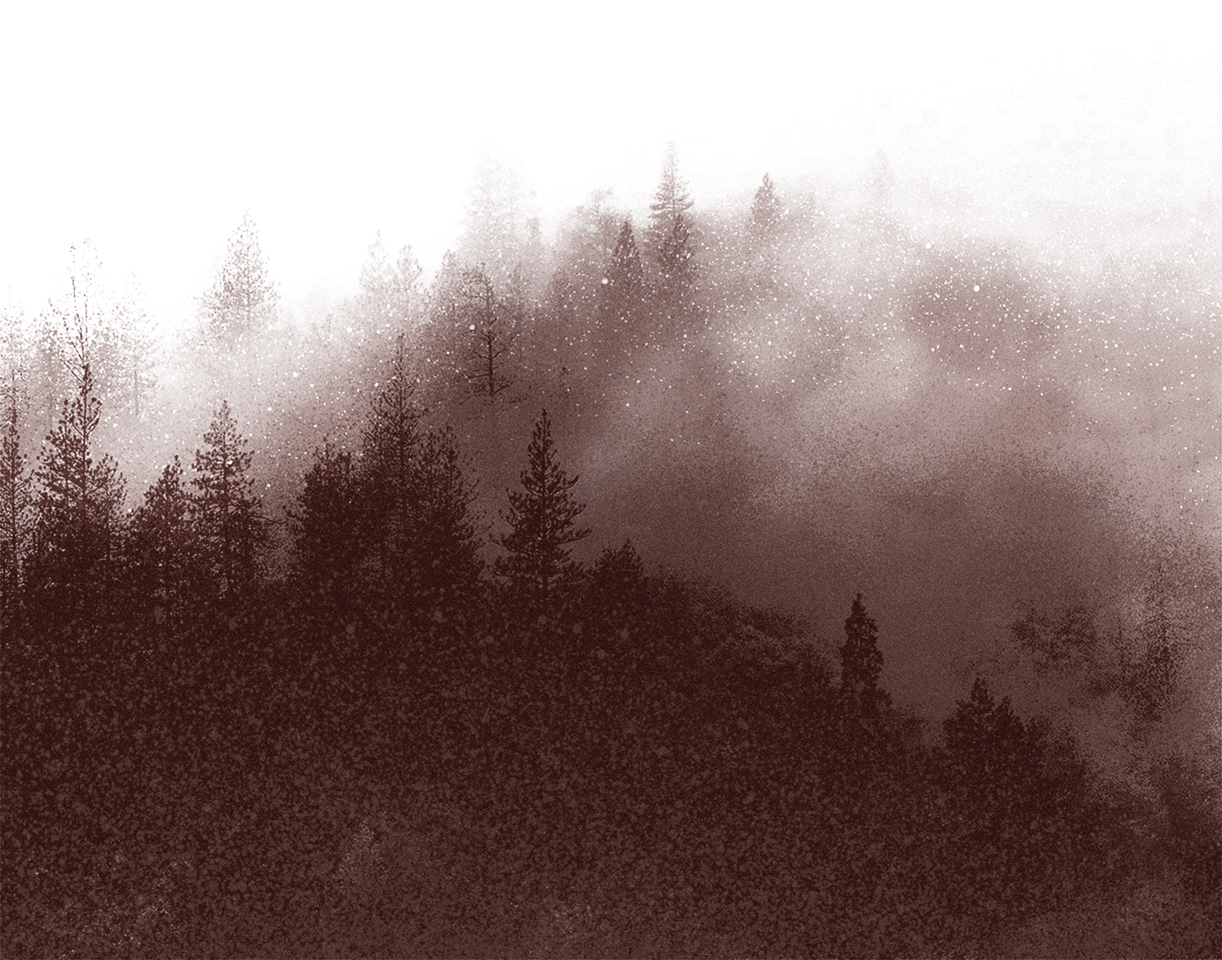 Shortleaf Black Spruce (1781x1399), Png Download