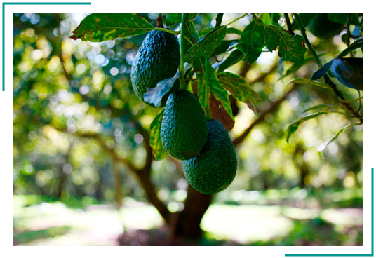 Arbol Aguacate Hass - Arbol De Aguacate Png (536x368), Png Download