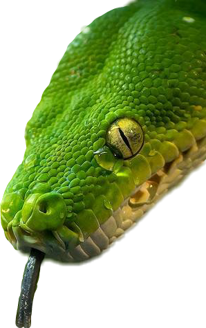 Report Abuse - Picsart Snake Editing Png (298x474), Png Download
