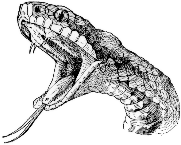 Download Snake Head Tattoo Drawings - Realistic Snake Drawing - Full