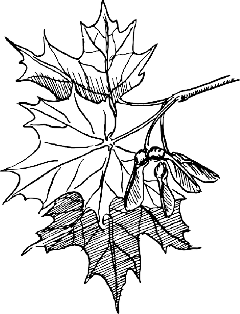 Maple Seeds Biology Plant Flower Leaves Botany - Maple Leaves Line Art (800x1044), Png Download