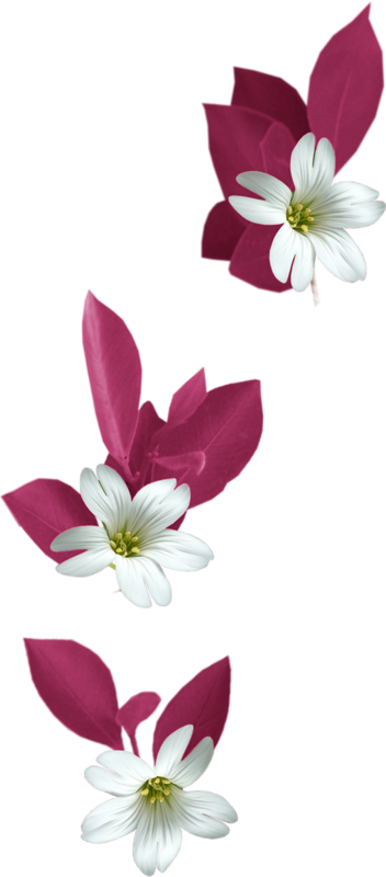 Pin By Jadwiga On Kwiaty Transparent - Flowers Png Tubes (352x800), Png Download