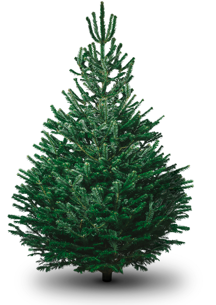 Fir Tree Png Photo - Plain Christmas Tree Png (1000x1000), Png Download
