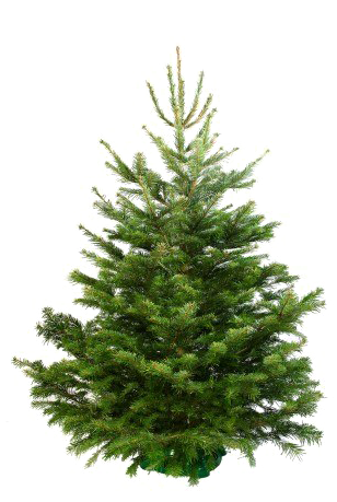 Fir-tree Transparent Background Png - Sapin Naturel (458x458), Png Download
