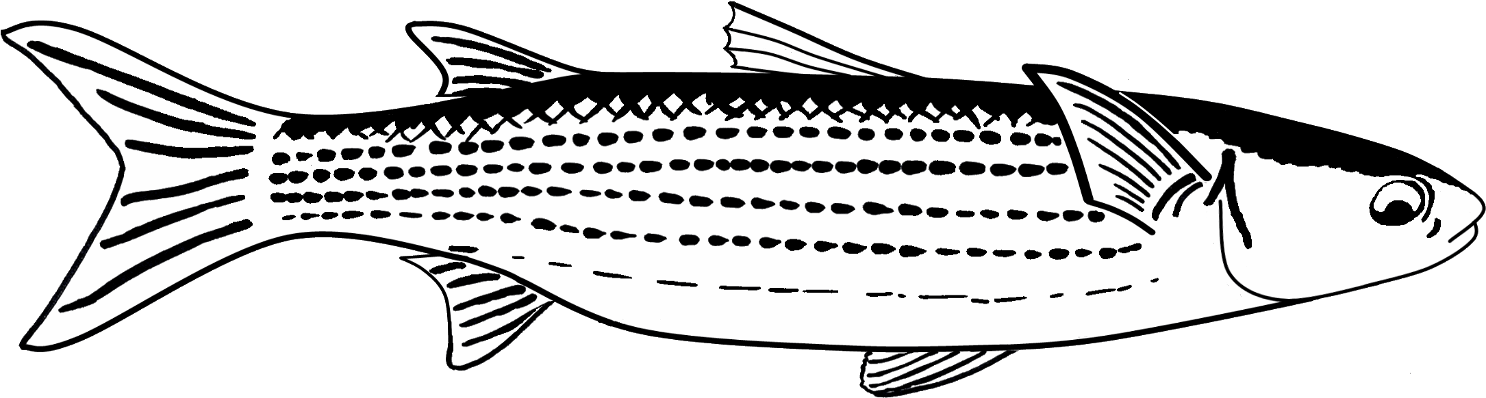 28 Collection Of Mullet Drawing - Mullet Fish Black And White (2186x643), Png Download