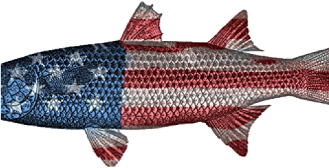 Sockeye Salmon (480x270), Png Download