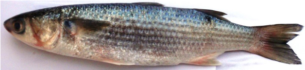 Mullet (627x376), Png Download