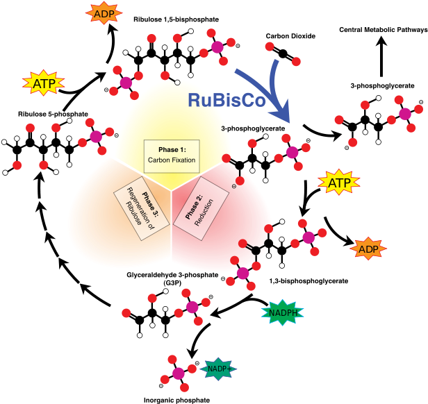 Overview Of The Calvin Cycle And Carbon Fixation C3 - Cycle Calvin (440x403), Png Download