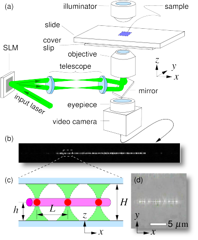 The Light From A Frequency Doubled Sol - Optical Tweezers (406x492), Png Download
