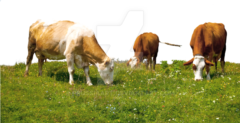 Grazing Cows On A Transparent Background - Grazing (800x500), Png Download