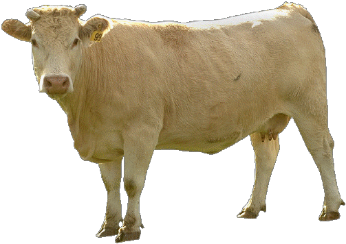 Free Cow Png Images - Context Matters (503x356), Png Download