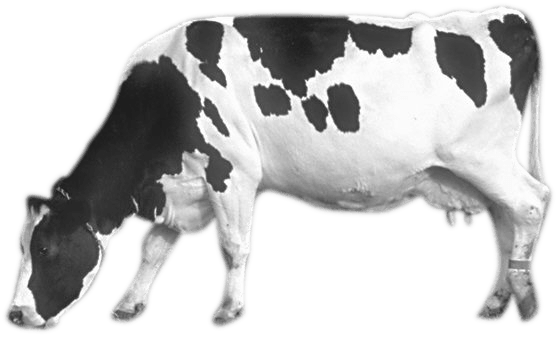 Cow With Transparent Background (558x337), Png Download