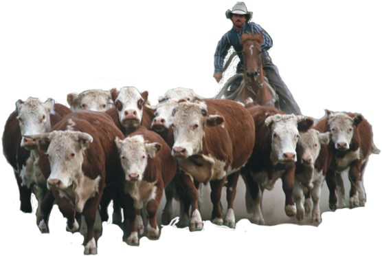 Herding Home Buyers In Real Estate Marketing - Herd Of Cattle Png (569x380), Png Download