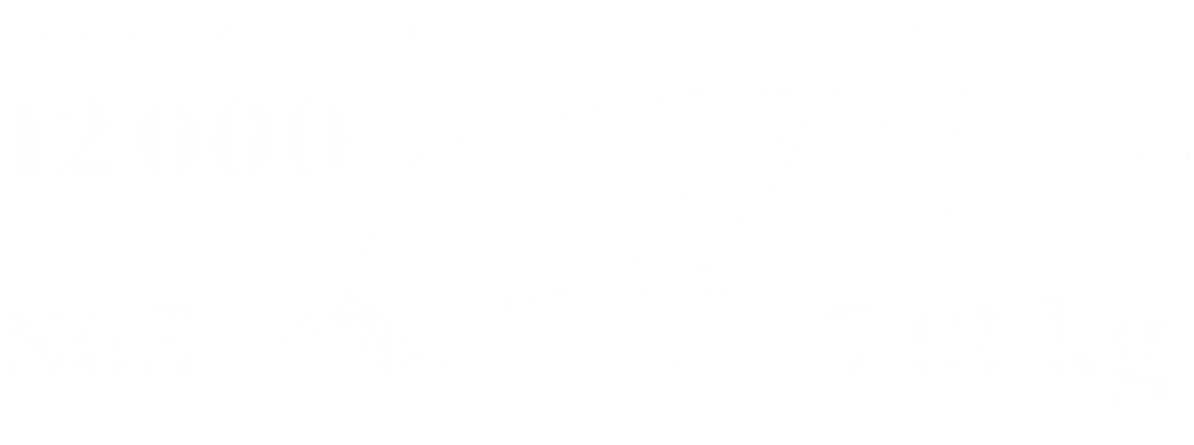 The Hérens Queen Of The Cows - Hérens Cattle (1140x447), Png Download