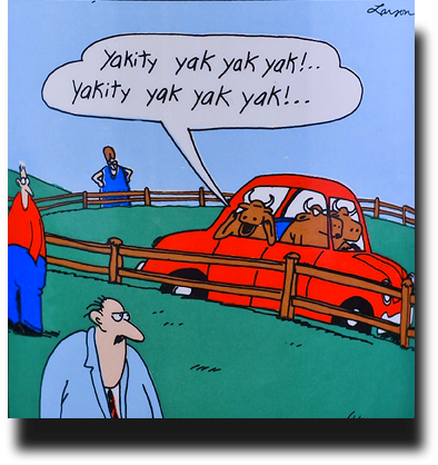Http - //www - Actuallymummy - Co - Uk/wp Co Side Cows - Gary Larson Cows Car (394x418), Png Download
