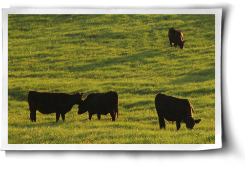 Grazing (500x344), Png Download