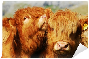 Taurine Cattle (400x400), Png Download